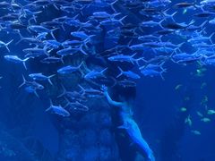 -哈尔滨波塞冬海底世界