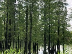 -白鹭湾湿地公园