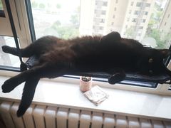 -喜多萌中农锦绣动物医院24H·猫科·牙科MRI·CT