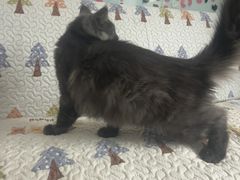 -全心全意连锁动物医院(加州店)