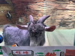 -正佳雨林生态植物园