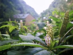-抱龙峪