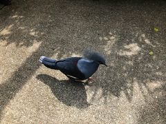 -新加坡飞禽公园