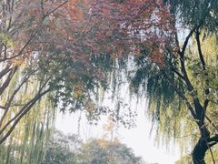 -秋霞圃