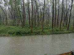 -合肥滨湖国家森林公园