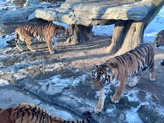 -北京野生动物园