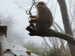 -峨眉山风景名胜区
