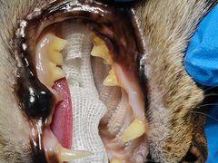 -纳吉亚猫专科动物诊疗中心(蒋宅口分院)