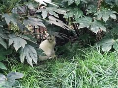 -上海虹口糕团食品厂(茂名路店)
