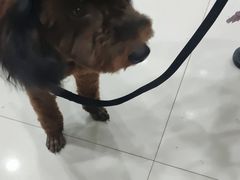 -宠颐生·恒爱宠物医院(静海店)