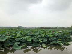 -荷塘月色湿地公园·向阳花洲