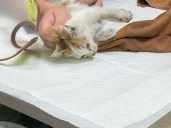 -瑞鹏宠物医院·宠保定点·心脏科·内科(御桥分院)