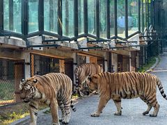 -大连森林动物园