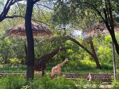 -北京野生动物园