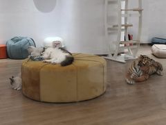 -1013 PET SHOP精品宠物商店(丁香店)