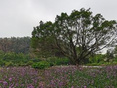 -南沙蒲洲花园