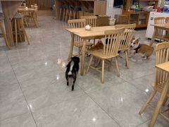 -柴犬小屋·柴餐厅·狗咖食堂(金鼎广场店)