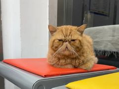 -四月宠物医院·猫专科·心脏专科·内科(转塘店)