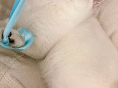 -袖虎猫馆(十亩地店)