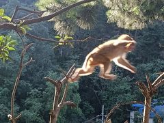 -黔灵山公园