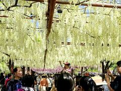 -嘉定紫藤园