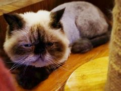 -喵园·猫主题咖啡厅·撸猫·猫咖(国贸店)