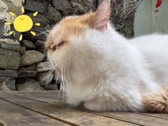 -喵屿·大理花园猫咖