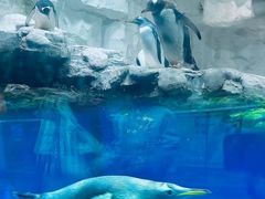 -华夏文旅海洋公园