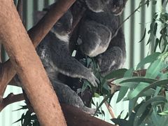 -费瑟代尔野生动物园