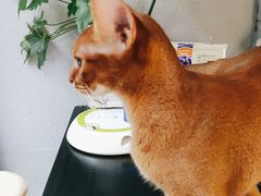 -琪喵猫屋·撸猫猫咖·猫舍