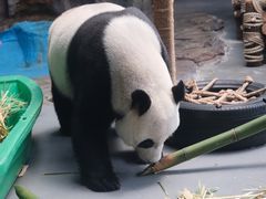 -东莞香市动物园