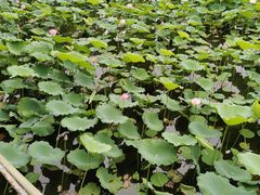 -荔湾湖公园