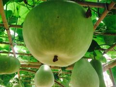 iphone_upload_pic-上海都市菜园