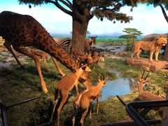 -国家自然博物馆