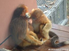 -西安秦岭野生动物园