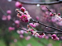 -梅花山(明孝陵内)