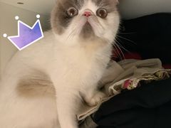 -叮叮猫咪生活馆