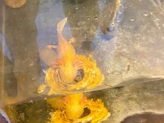 -上海大自然野生昆虫馆(东方明珠·爬宠昆虫探索中心)