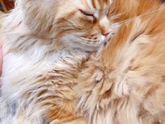 -藏猫猫咖啡主题馆(中央大道店)