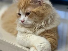 -爱妮康宠物医院·干细胞免疫细胞·肿瘤·心脏(张江店)