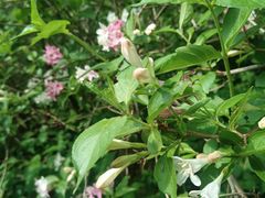 -黑龙江省森林植物园