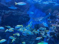 -海合安成都极地海洋公园