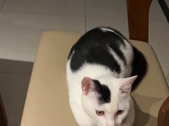 -关爱宠物医院·猫科中心·消化科(滨湖万达分院)