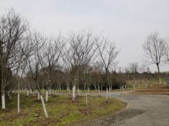 -上海海湾国家森林公园