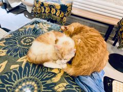 -平行世界·猫咖(首经贸店)