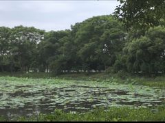 -金银湖国家城市湿地公园