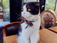 -猫小院猫主题餐厅(南锣旗舰店)