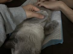 -芭比堂宠物医院·全科爱猫医院·仁德分院