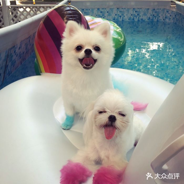 boy&girls pet 傲雄寵物美容生活館(傲雄武漢店)圖片 - 第16張