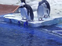 -上海海昌海洋公园